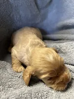 Twix, a male Cocker Spaniel for sale in Crossville, TN – 5 of 7