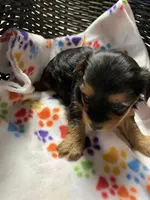 Hollie, a female Yorkshire Terrier for sale in Crossville, TN – Photo 2 of 3