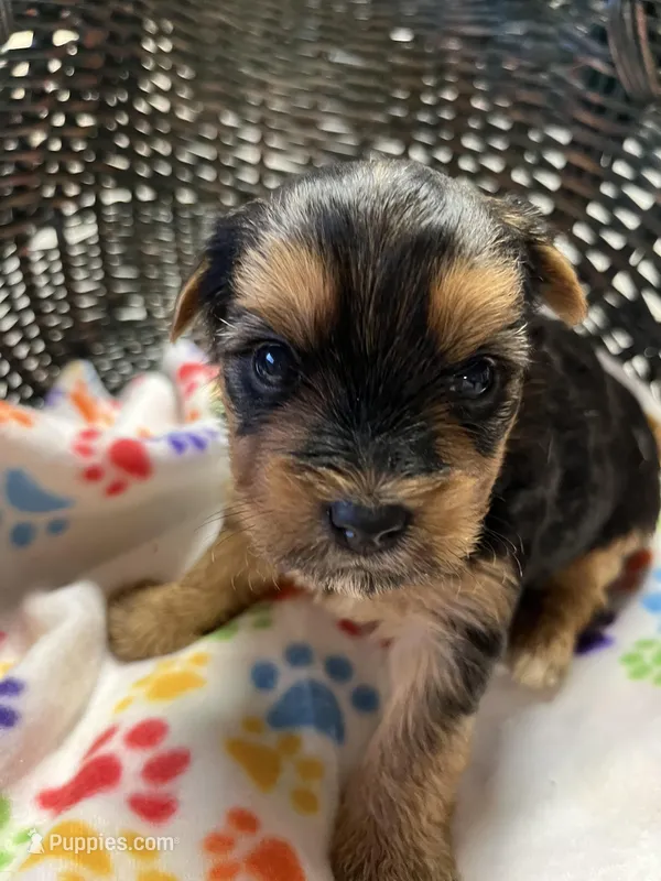 Hollie, a female Yorkshire Terrier for sale in Crossville, TN – Photo 1 of 3