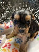 Hollie, a female Yorkshire Terrier for sale in Crossville, TN – Photo 1 of 3