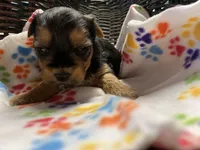 Hollie, a female Yorkshire Terrier for sale in Crossville, TN – Photo 3 of 3