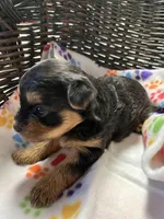 Dollie, a female Yorkshire Terrier for sale in Crossville, TN – Photo 2 of 3