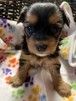 Dollie, a female Yorkshire Terrier for sale in Crossville, TN – Photo 1 of 3