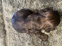 Coco, a male Cocker Spaniel for sale in Crossville, TN – 3 of 5