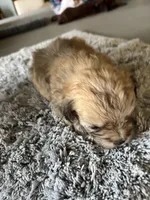 Teddy, a male Maltipoo for sale in Crossville, TN – Photo 2 of 7