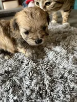 Teddy, a male Maltipoo for sale in Crossville, TN – Photo 6 of 7