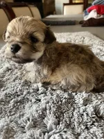 Teddy, a male Maltipoo for sale in Crossville, TN – Photo 7 of 7