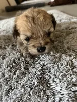 Teddy, a male Maltipoo for sale in Crossville, TN – Photo 3 of 7