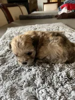 Teddy, a male Maltipoo for sale in Crossville, TN – Photo 4 of 7