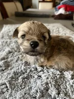 Teddy, a male Maltipoo for sale in Crossville, TN – Photo 5 of 7