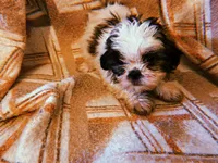 Rufus, a male Shih Tzu for sale in Crossville, TN – 5 of 5