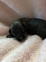 Truffle, a female Cocker Spaniel for sale in Crossville, TN – 1 of 5