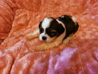 Sally, a female Shih Tzu for sale in Crossville, TN – 2 of 3