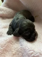 Bonbon, a female Cocker Spaniel for sale in Crossville, TN – 8 of 9