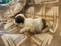 Scrappy, a male Shih Tzu for sale in Crossville, TN – Photo 6 of 6