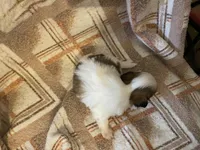 Scrappy, a male Shih Tzu for sale in Crossville, TN – Photo 3 of 6