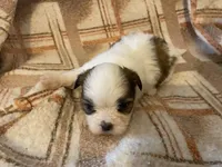 Scrappy, a male Shih Tzu for sale in Crossville, TN – Photo 1 of 6