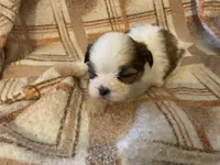 Scrappy, a male Shih Tzu for sale in Crossville, TN – Photo 5 of 6