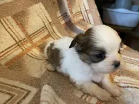 Scrappy, a male Shih Tzu for sale in Crossville, TN – Photo 2 of 6