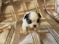 Scrappy, a male Shih Tzu for sale in Crossville, TN – Photo 4 of 6