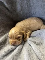 Twix, a male Cocker Spaniel for sale in Crossville, TN – 4 of 7