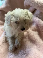 Pumpkin, a female Maltipoo for sale in Crossville, TN – 2 of 8