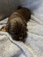 Hershey, a male Cocker Spaniel for sale in Crossville, TN – 2 of 9