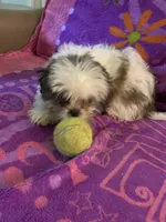 Rufus, a male Shih Tzu for sale in Crossville, TN – 3 of 7