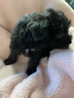 Spook, a female Maltipoo for sale in Crossville, TN – 2 of 6