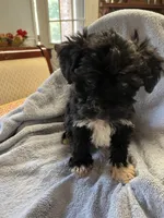 Boo, a male Maltipoo for sale in Crossville, TN – 6 of 8