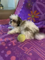 Buddy, a male Shih Tzu for sale in Crossville, TN – 6 of 9