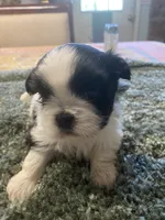 Bella, a female Shih Tzu for sale in Crossville, TN – 3 of 6