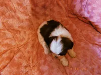 Susie, a female Shih Tzu for sale in Crossville, TN – Photo 3 of 4