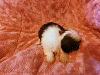 Susie, a female Shih Tzu for sale in Crossville, TN – Photo 4 of 4