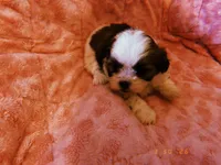 Susie, a female Shih Tzu for sale in Crossville, TN – Photo 2 of 4