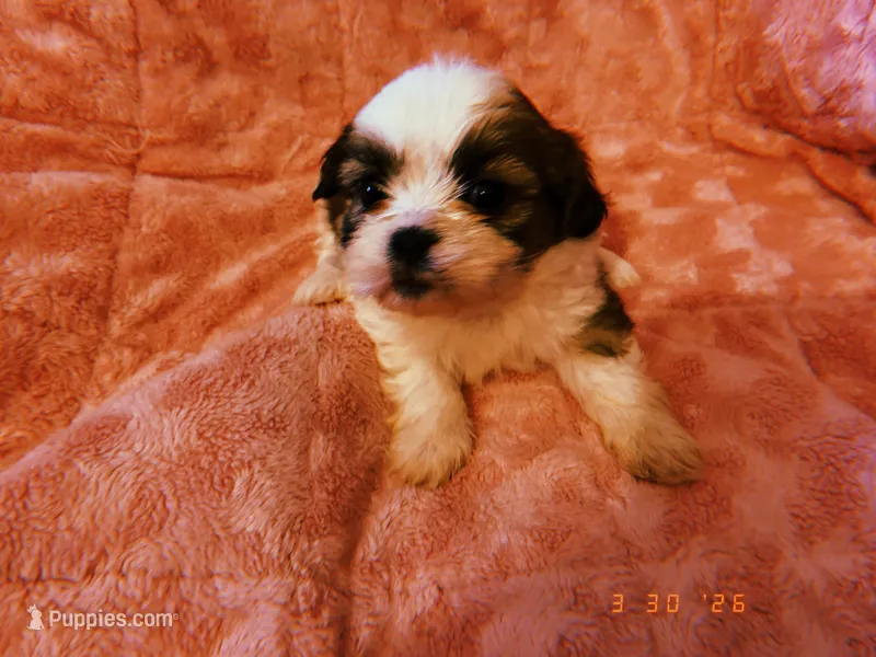 Susie – Shih Tzu puppy for sale in Crossville, TN