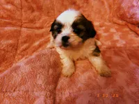 Susie, a female Shih Tzu for sale in Crossville, TN – Photo 1 of 4