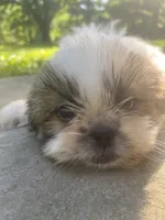 Bentley, a male Shih Tzu for sale in Crossville, TN – 4 of 10