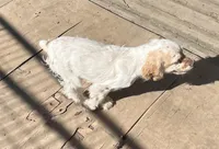 Angel, a female Cocker Spaniel for sale in Crossville, TN – Photo 9 of 10