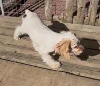Angel, a female Cocker Spaniel for sale in Crossville, TN – Photo 3 of 10