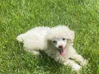 Fluff, a male Poodle - Toy  for sale in Crossville, TN – 3 of 9