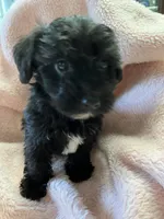 Shadow, a female Maltipoo for sale in Crossville, TN – 5 of 10