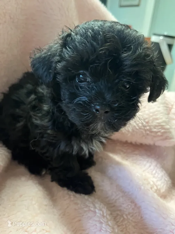 Tiny – Maltipoo puppy for sale in Crossville, TN
