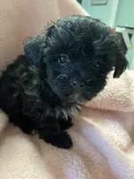 Tiny, a female Maltipoo for sale in Crossville, TN – 1 of 5