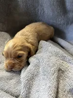 Twix, a male Cocker Spaniel for sale in Crossville, TN – 2 of 7