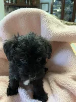 Shadow, a female Maltipoo for sale in Crossville, TN – 6 of 10