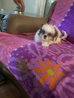 Rufus, a male Shih Tzu for sale in Crossville, TN – 7 of 7