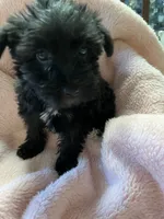 Spook, a female Maltipoo for sale in Crossville, TN – 6 of 6