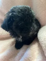 Tiny, a female Maltipoo for sale in Crossville, TN – 3 of 5