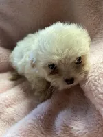 Teeny, a female Maltipoo for sale in Crossville, TN – 3 of 6